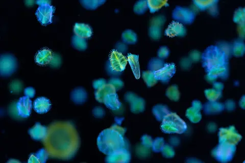 A dark-field microscopy image at high magnification reveals the intricate dance of marine phytoplankton, their delicate, translucent forms glowing against the black background. Diatoms, with their glass-like shells, shimmer in shades of blue and green, while bioluminescent dinoflagellates emit ethereal bursts of light.